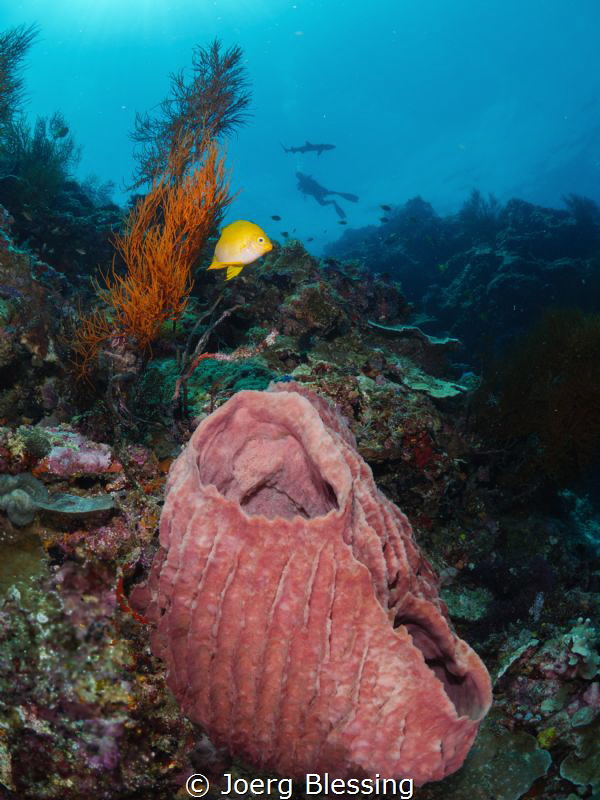 Sponge, butterfly fish, diver, whitetip shark......the la... by Joerg Blessing 