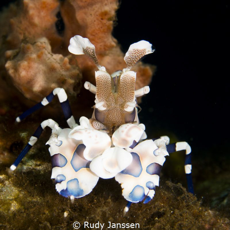 Harlequin shrimp by Rudy Janssen 