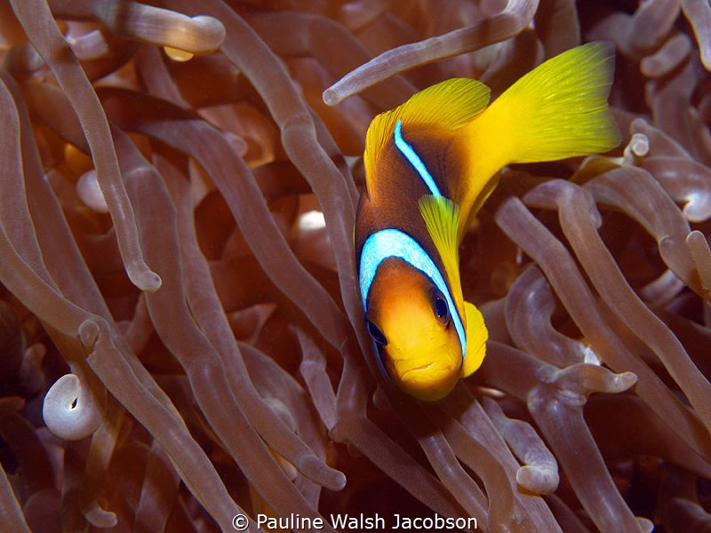 Red Sea Clownfish, Amphiprion bicinctus by Pauline Walsh Jacobson 