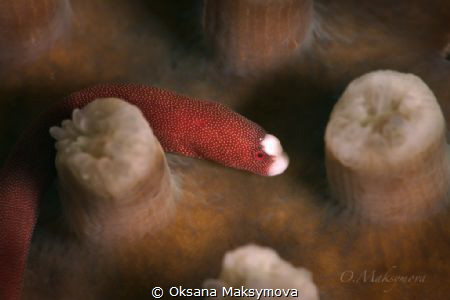 Braun's pughead pipefish ( Bulbonaricus brauni) by Oksana Maksymova 