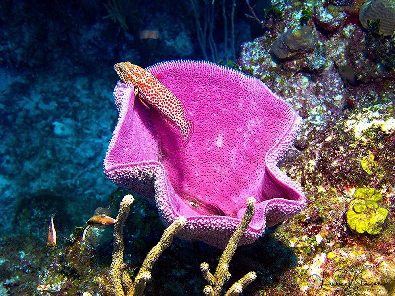 Sponge With Fish/Photographed at Costa Maya, Mexico. by Laurie Slawson 