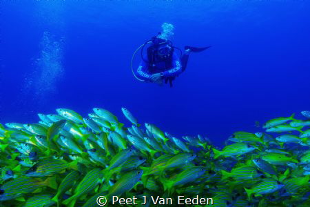 In which direction do these blue banded snappers really w... by Peet J Van Eeden 