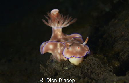 Ceratosoma trilobatum. Taken with Nikon D800 - 105 mm - f... by Dion D’hoop 