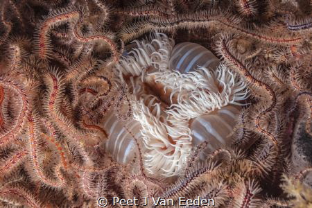 Bed of Thorns

Sea anemone with a background bed of bri... by Peet J Van Eeden 