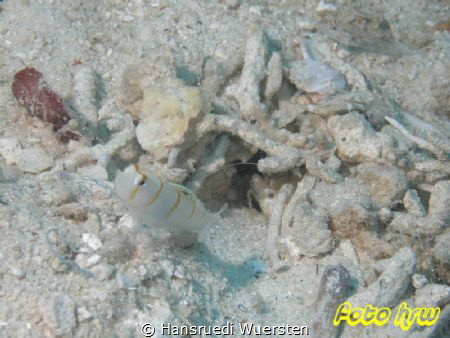 Randall's Shrimpgoby with shrimp in hole - Amblyeleotris ... by Hansruedi Wuersten 
