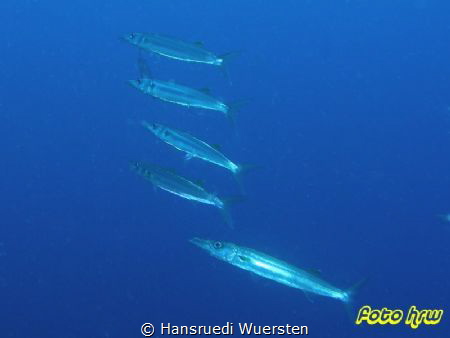 Blackspot Barracuda - Sphyraena forsteri by Hansruedi Wuersten 