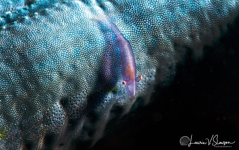 Sea Star Shrimp/Photographed with a Canon 60 mm macro len... by Laurie Slawson 