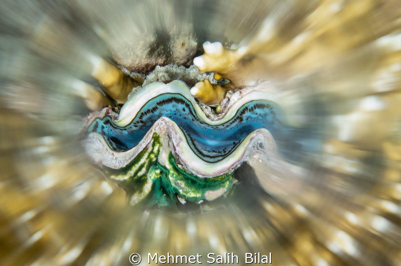Blue giant clam with on camera blurred filter. by Mehmet Salih Bilal 