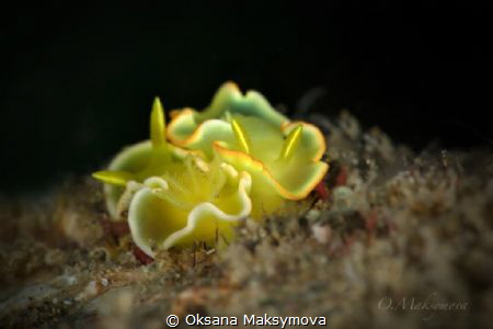 Nudibranch Diversidoris crocea by Oksana Maksymova 