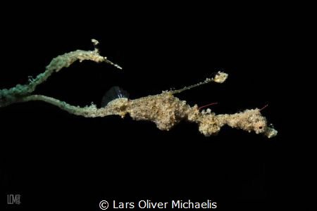 Lembeh Seadragon (Kyonemichthys rumengani) by Lars Oliver Michaelis 