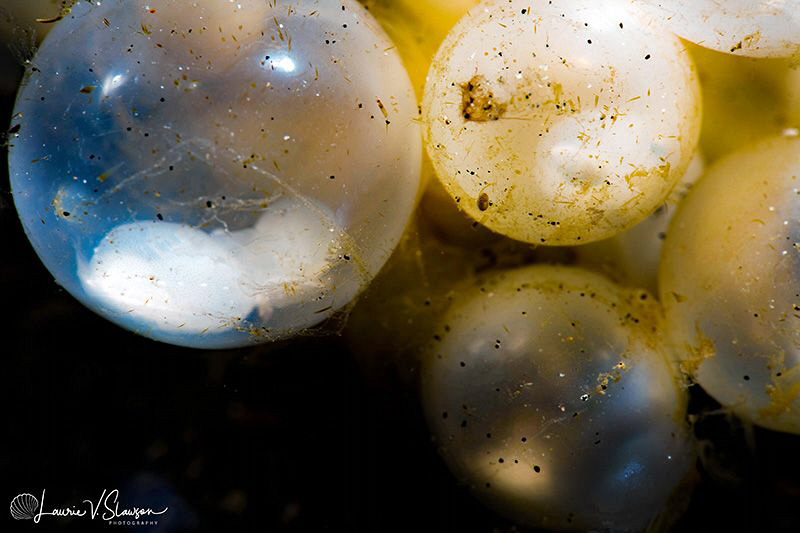 Flamboyant Cuttlefish Eggs/Photographed with a Canon 60 m... by Laurie Slawson 