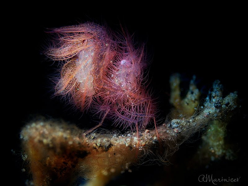 Hairy shrimp (Phycocaris simulans) by Aleksandr Marinicev 