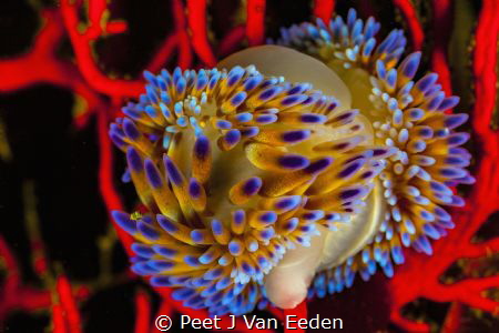 
Gas flame nudibranchs occur on both sides of the Cape P... by Peet J Van Eeden 
