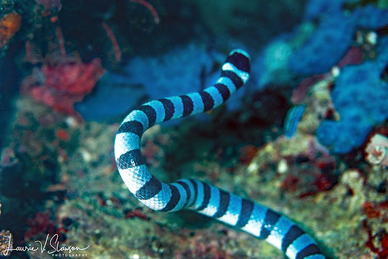 Yellow-Lipped Sea Krait/Photographed with a Canon 60 mm m... by Laurie Slawson 