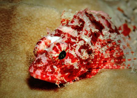Red skorpena one of the most dangerous and poisonous inha... by Sergey Lisitsyn 