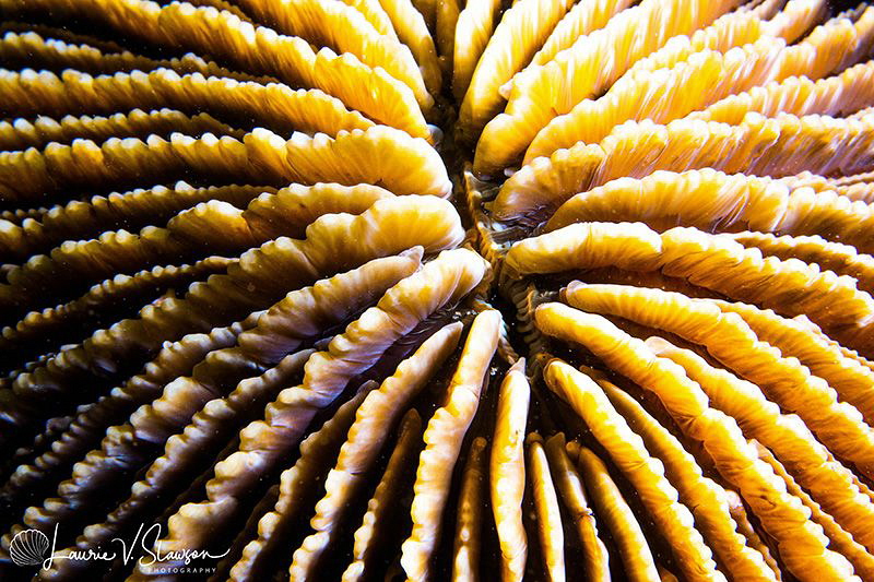 Coral/Photographed with a Canon 60 mm macro lens and SMC-... by Laurie Slawson 