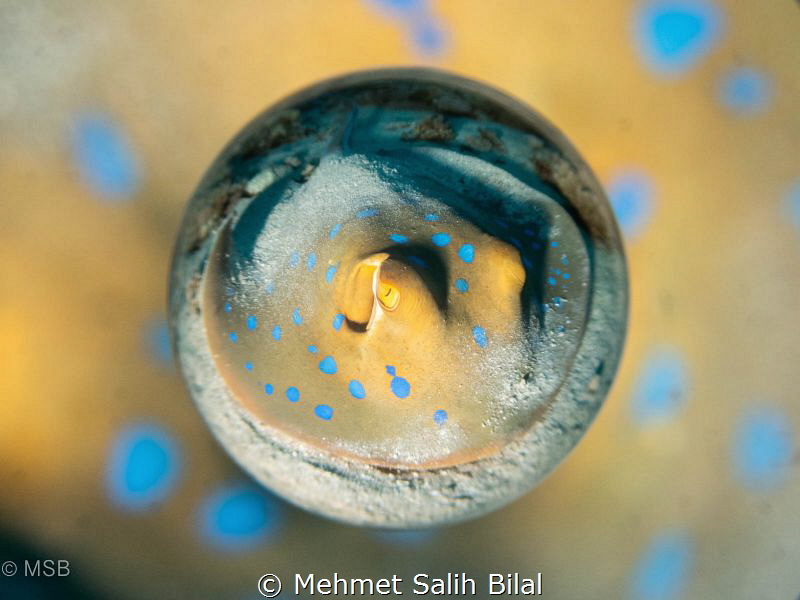 Blue spotted stingray. by Mehmet Salih Bilal 
