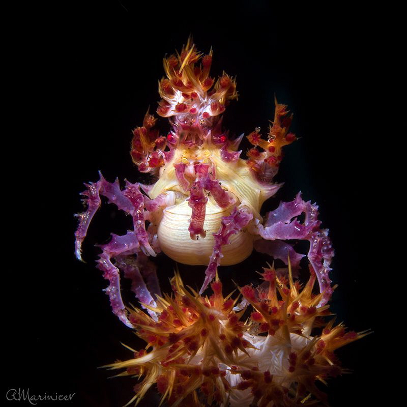 Candy Crab Hoplophrys Oatesi
Tulamben,Bali by Aleksandr Marinicev 