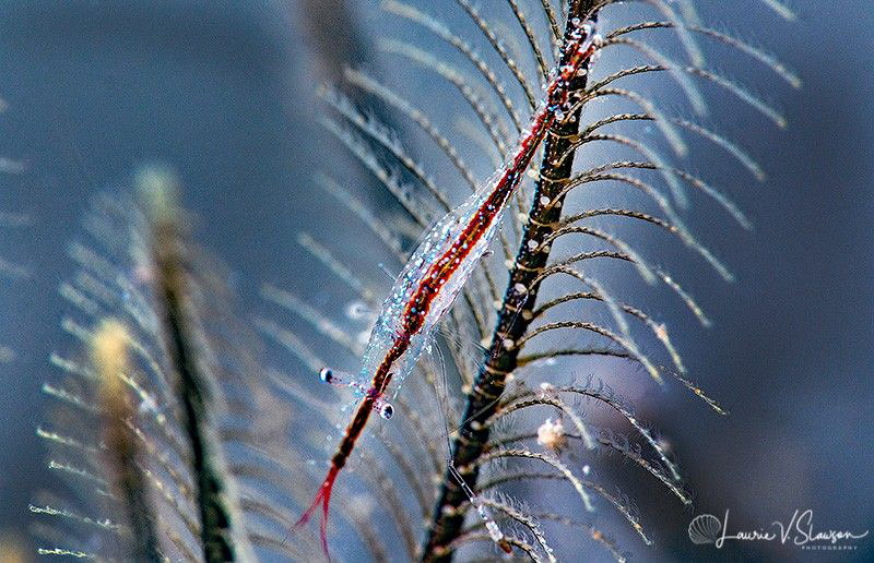 Brownstripe hydroid shrimp/Photographed with a Canon 60 m... by Laurie Slawson 