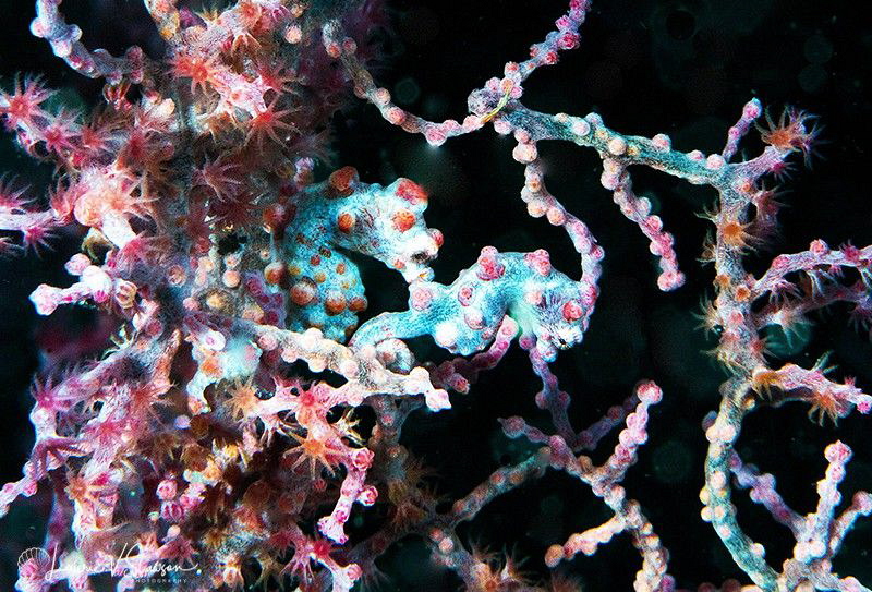 Pair of Barigbant's Pygmy Seahorses/Photograped with a Ca... by Laurie Slawson 