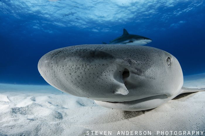 Nosing around with Lemon Sharks at Tiger Beach - Bahamas by Steven Anderson 