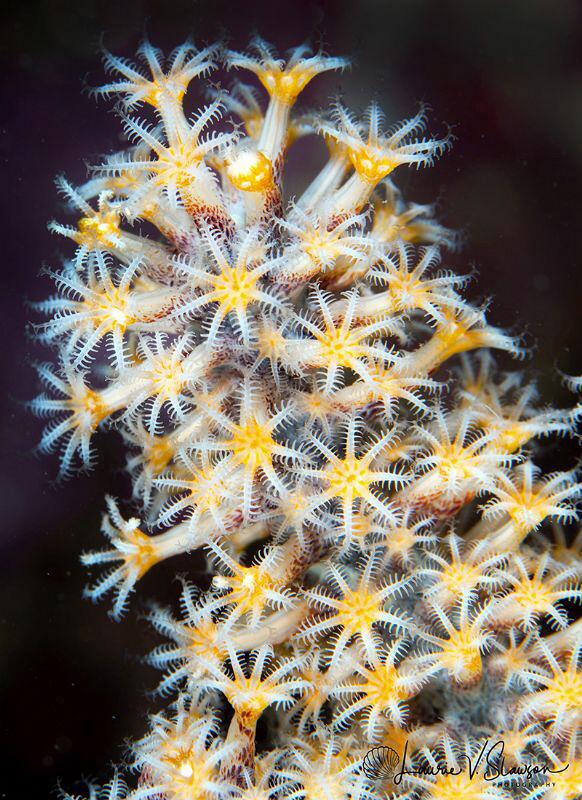 Tall coral/Photographed with a Canon 100 mm macro lens at... by Laurie Slawson 