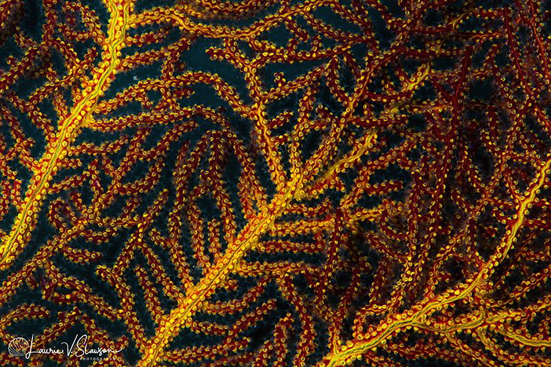 Fan Coral/Photographed with a 100 mm macro lens at Shangi... by Laurie Slawson 