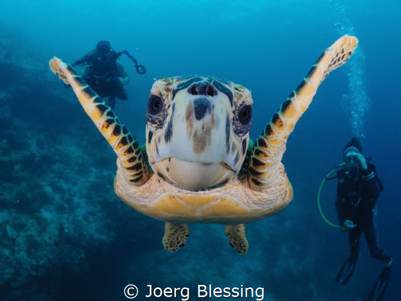 More then friendly turtle. It already knew rule number on... by Joerg Blessing 