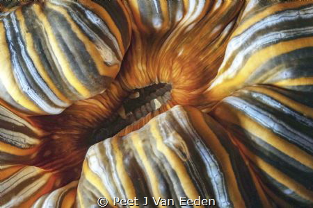 Unfolding sea-anemone revealing the less known side of it. by Peet J Van Eeden 