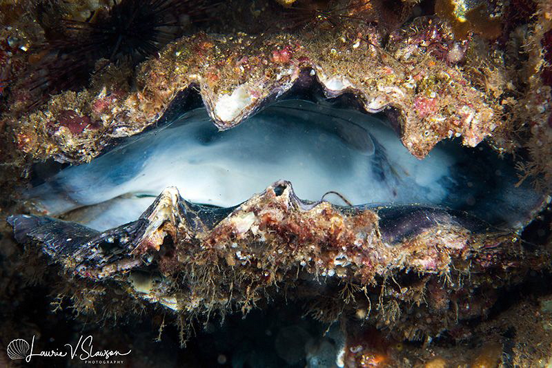 Pacific Scallop/Photographed with a Canon 60 mm macro len... by Laurie Slawson 