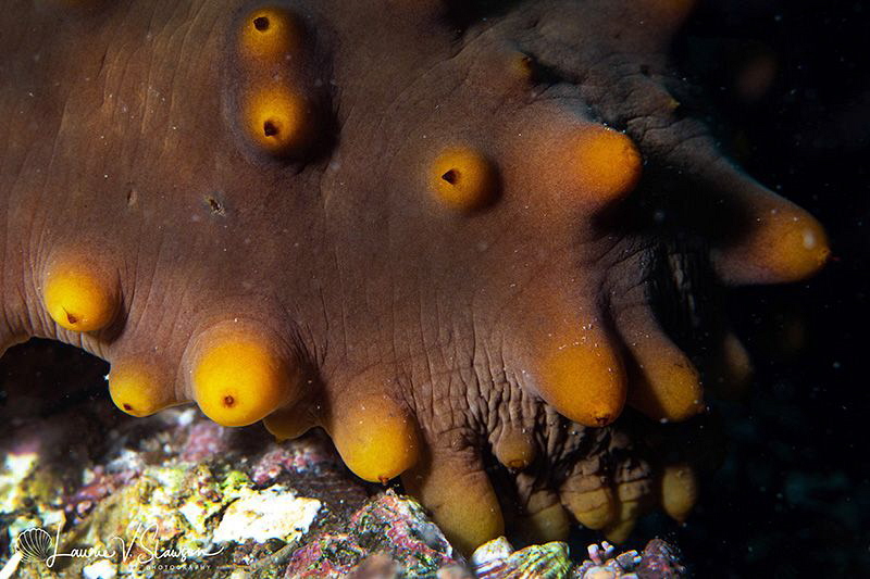 Sea Cucumber/Photographed with a Canon 60 mm macro lens a... by Laurie Slawson 