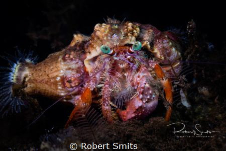 Did you know that hermitcrabs have 'social networks' to f... by Robert Smits 