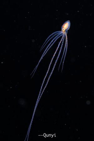 Long arm octopus in black water dive. By Nikon Z7, 60mm a... by Qunyi Zhang 