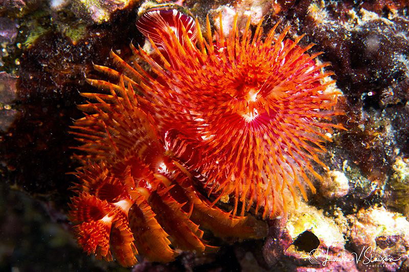 Christmas Tree Worm/Photographed with a Canon 60 mm macro... by Laurie Slawson 