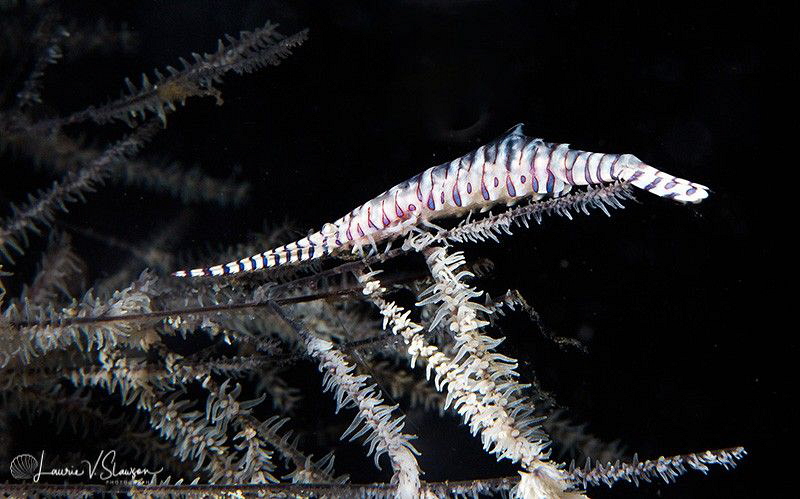 Banded Tozeuma Shrimp/Photographed with a Canon 60 mm mac... by Laurie Slawson 