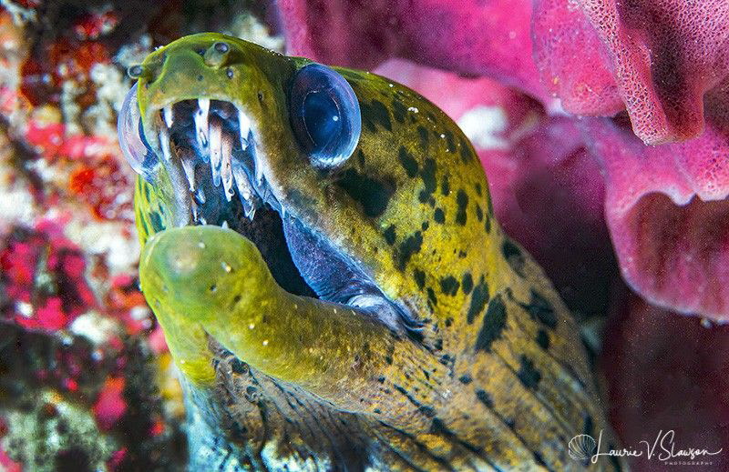 Fimbriated Moray Eel/Photographed with a Canon 100 mm mac... by Laurie Slawson 