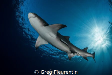 Lemon shark and sunlight by Greg Fleurentin 