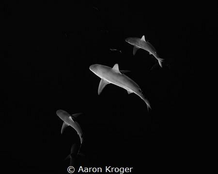 A group of Galapagos sharks cruising around the open ocea... by Aaron Kroger 