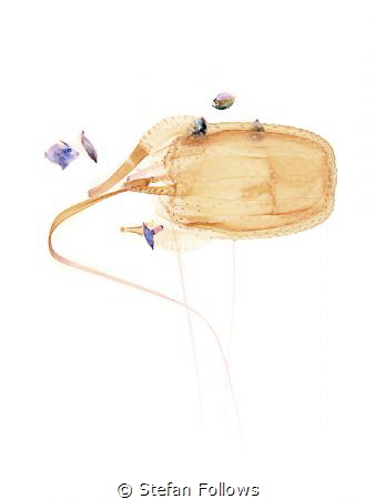 Reversi

Box Jellyfish - Morbakka virulenta

Sail Roc... by Stefan Follows 