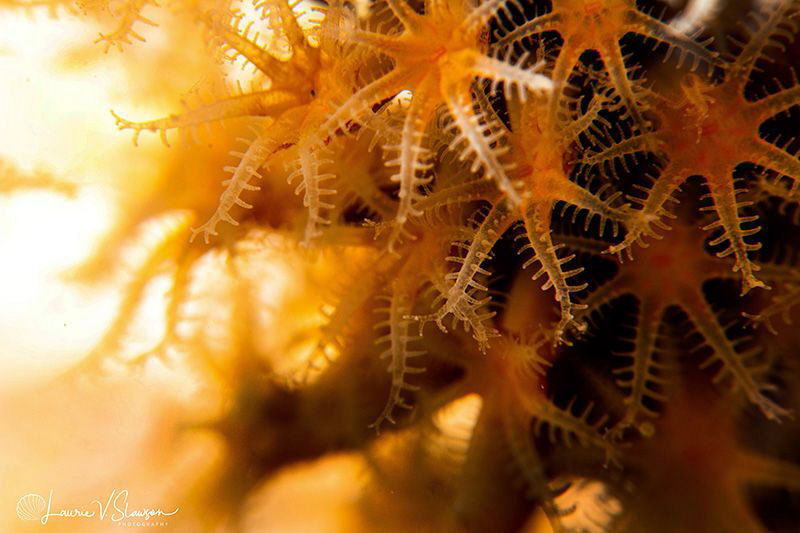 Star Coral/Photographed with a Canon 60 mm macro lens and... by Laurie Slawson 