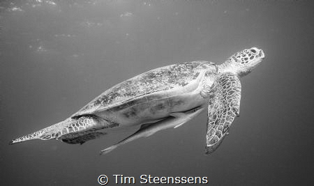 Green Turtle with Remora by Tim Steenssens 
