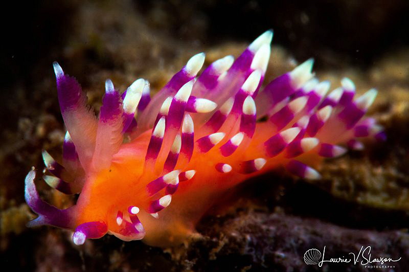 Coryphellina marcusorum/Photographed with a Canon 60 mm m... by Laurie Slawson 
