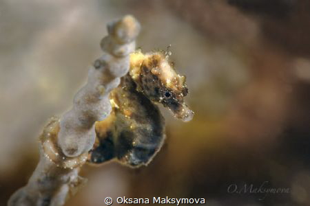 Pontoh's pygmy seahorse (Hippocampus pontohi)
 by Oksana Maksymova 