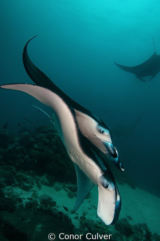 Two Mantas by Conor Culver 