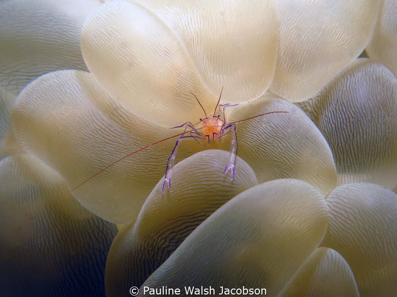 Bubble Coral Shrimp, Vir colemani on Bubble coral, Plerog... by Pauline Walsh Jacobson 