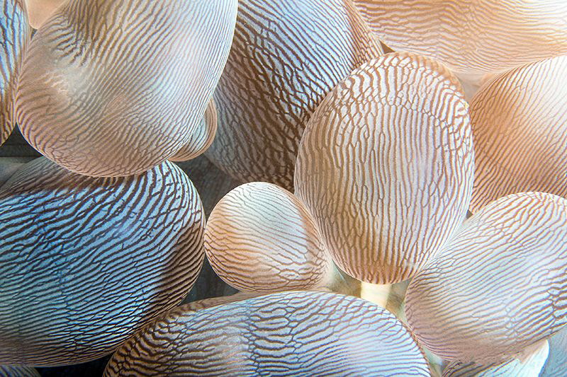Bubble Coral/Photographed with a Canon 60 mm macro lens a... by Laurie Slawson 