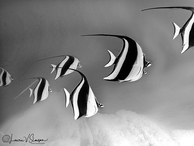 Twirling Moorish Idols/Color converted to black-and-white... by Laurie Slawson 