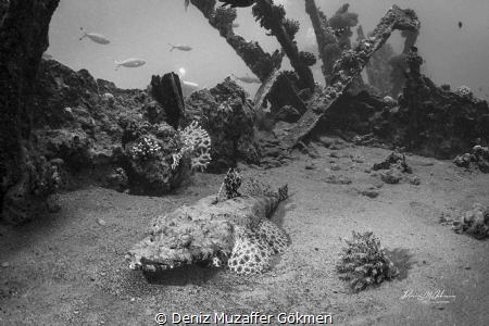 Crocodile fish in the wreck bnw edition by Deniz Muzaffer Gökmen 