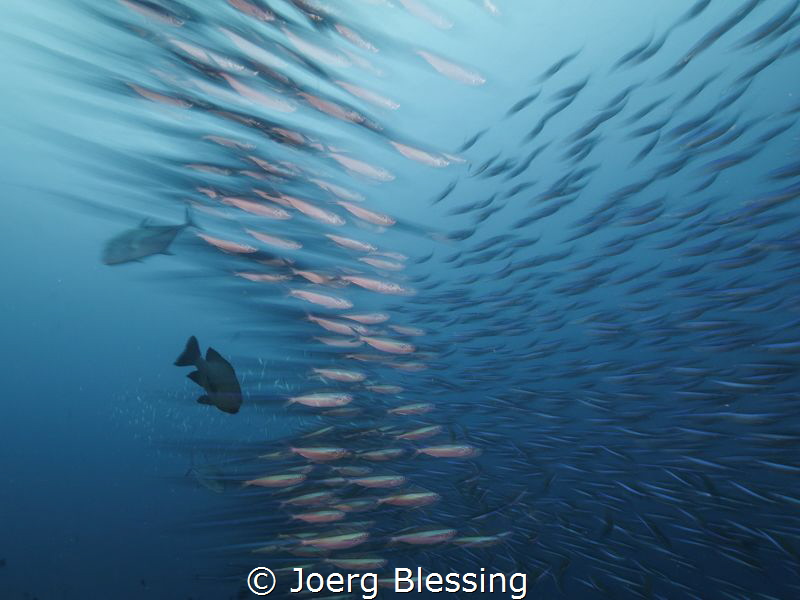 Watching this school of neon fusiliers being hunted by bl... by Joerg Blessing 