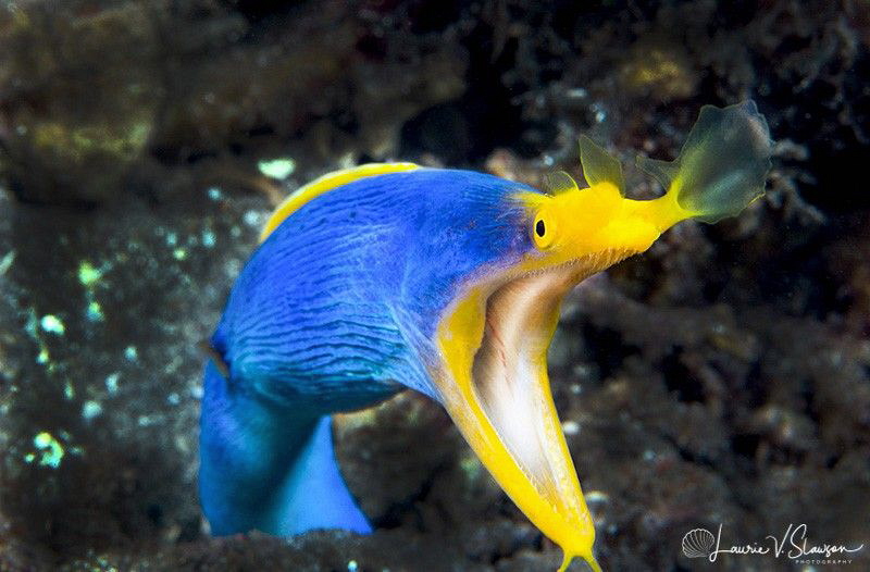Male Ribbon Eel/Photographed with a 60 mm macro lens at L... by Laurie Slawson 